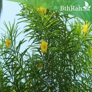 بذور التيفيتيا Thevetia peruviana بذور التيفيتيا Thevetia peruviana