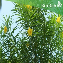 بذور التيفيتيا Thevetia peruviana بذور التيفيتيا Thevetia peruviana