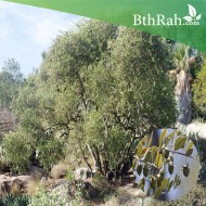 بذور الجوجوبا - Simmondsia chinensis بذور الجوجوبا - Simmondsia chinensis