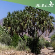 بذور نخيل الدوم - Hyphaene thebaica