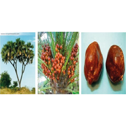 بذور نخيل الدوم - Hyphaene thebaica