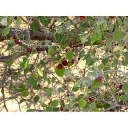 بذور السدر الجبلي بذور السدر الجبلي