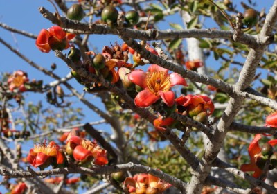 شجرة البومباكس Bombax ceiba شجرة البومباكس Bombax ceiba