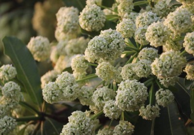 شجرة المليون زهرة قصة عن الجمال شجرة المليون زهرة قصة عن الجمال