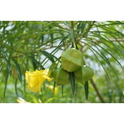 بذور التيفيتيا Thevetia peruviana بذور التيفيتيا Thevetia peruviana