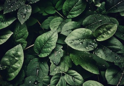 زراعة أشجار الزينة: دليل شامل لتحقيق النجاح