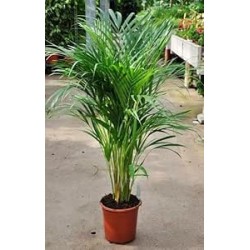 بذور نخيل الشاميدوريا Chamaedorea elegans