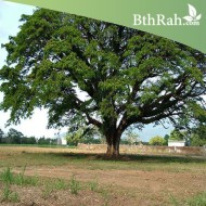 بذور شجرة ألبيزيا سامان-شجرة المطر 