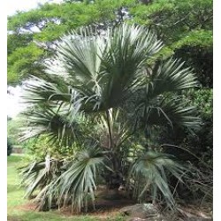 بذور نخيل اللاتانيا -Latania lontaroides