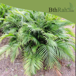 بذور نخيل الشاميدوريا Chamaedorea elegans