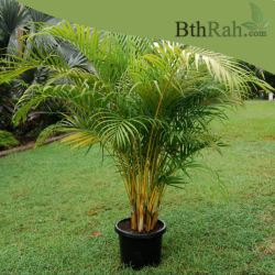 بذور الاريكا الصفراء Areca Palm