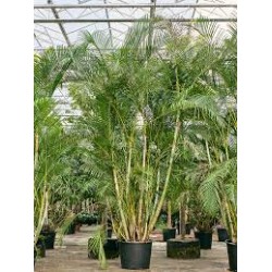 بذور الاريكا الصفراء Areca Palm