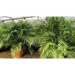 بذور نخيل الشاميدوريا Chamaedorea elegans