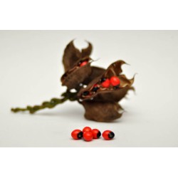 بذور شجرة مرجان الغابة - Adenanthera pavonina