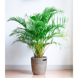 بذور نخيل الاريكا الصفراء Areca Palm