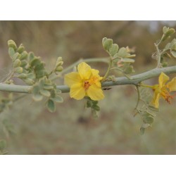 بذور شجرة السيرسيديوم Cercidium floridum