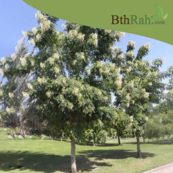 بذور شجرة الملنجتونيا Millingtonia hortensis