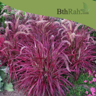 بذور نبات الحلفا الحمراء (عشبة النافورة) – Pennisetum setaceum