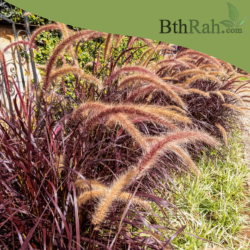 بذور الحلفا الحمراء (عشبة النافورة) – Pennisetum setaceum