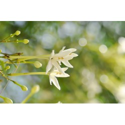 بذور شجرة الملنجتونيا Millingtonia hortensis