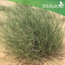بذور عشبة الثمام Panicum Turgidum بذور عشبة الثمام Panicum Turgidum