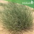 بذور عشبة الثمام Panicum Turgidum