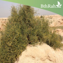 بذور القرضي  Ochradenus baccatus