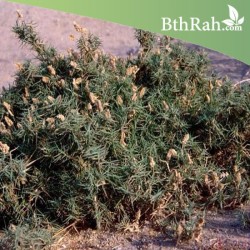 بذور العكرش Aeluropus lagopoides