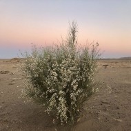 بذور شجرة الرتم Retama raetam