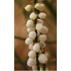 بذور القرضي  Ochradenus baccatus