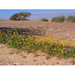 بذور القرقاص - القراص Aaronsohnia factorovskyi بذور القرقاص - القراص Aaronsohnia factorovskyi