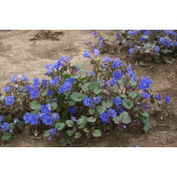بذور زهرة بلوبيل - جرس الصحراء (Phacelia campanularia) بذور زهرة بلوبيل - جرس الصحراء (Phacelia campanularia)