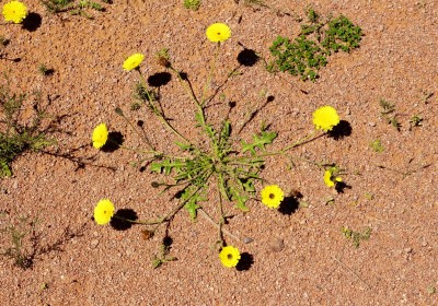 أنواع النباتات الصحراوية في المملكة ودورها في الحفاظ على البيئة أنواع النباتات الصحراوية في المملكة ودورها في الحفاظ على البيئة