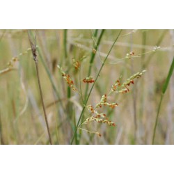 بذور عشبة الثمام Panicum Turgidum بذور عشبة الثمام Panicum Turgidum