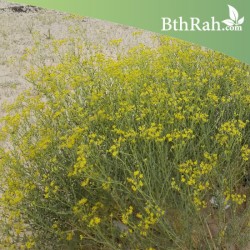 بذور عشبة الحزا-Haplophyllum tuberculatum