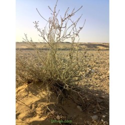 بذور عشبة العراد Salsola arabica بذور عشبة العراد Salsola arabica
