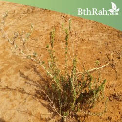 بذور الزعتر البري Thymus musilii