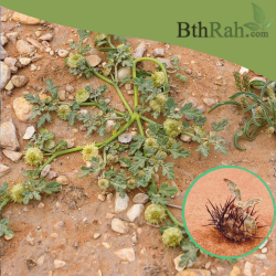 بذور عشبة السعدان Neurada procumbens