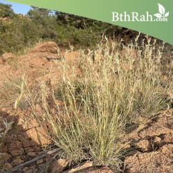 بذور عشبة الإذخر بذور عشبة الإذخر