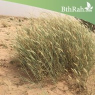 بذور عشبة الثيموم  (الصبغاء) بذور عشبة الثيموم  (الصبغاء)