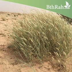 بذور عشبة الثيموم  (الصبغاء)