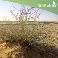 بذور عشبة العراد Salsola arabica