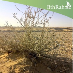 بذور عشبة العراد Salsola arabica بذور عشبة العراد Salsola arabica