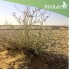 بذور عشبة العراد Salsola arabica