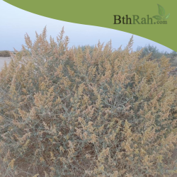بذور الرغل الأسترالي  Atriplex halimus