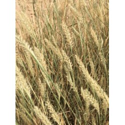 بذور عشبة الثيموم  (الصبغاء)