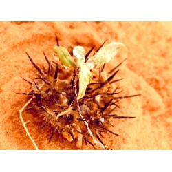 بذور عشبة السعدان Neurada procumbens