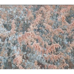 بذور الرغل الأسترالي  Atriplex halimus