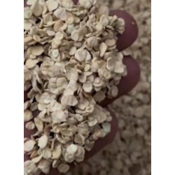 بذور الرغل الأسترالي  Atriplex halimus