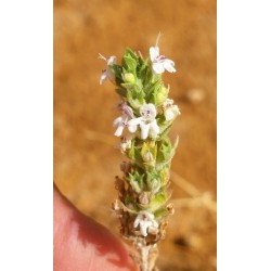 بذور الزعتر البري Thymus musilii